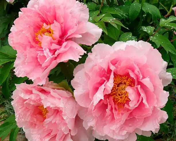 Surprising Peony Facts: Did You Know These Intriguing Traits?