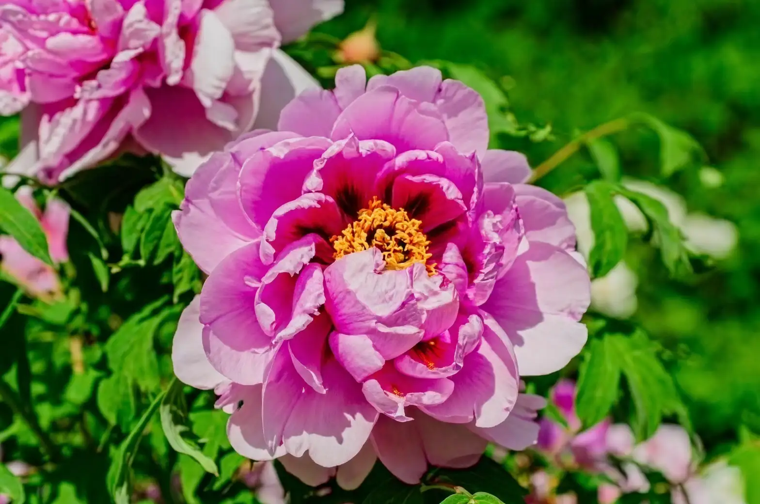 tree peony large bloom close-up