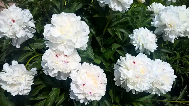 The Symbolic Power of the Tree Peony: Prosperity and Elegance
