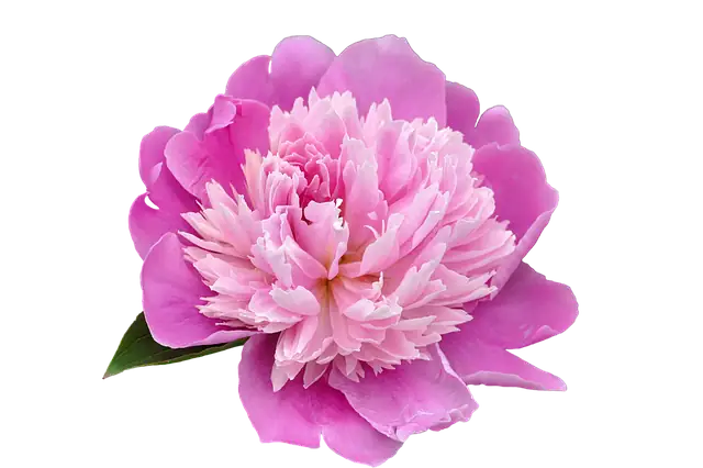 tree peony historical illustration