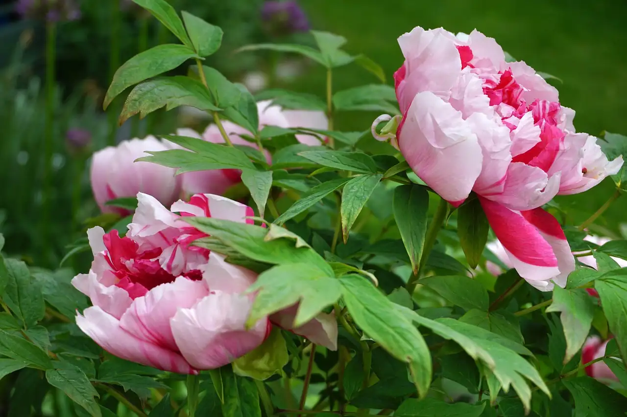 tree peony art painting