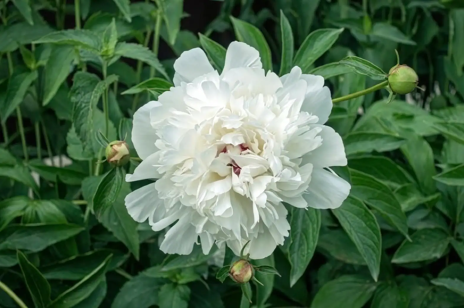 tree peony in European garden