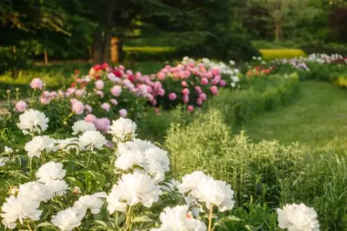 Tree Peonies in Design: Elevating Interior and Garden Spaces