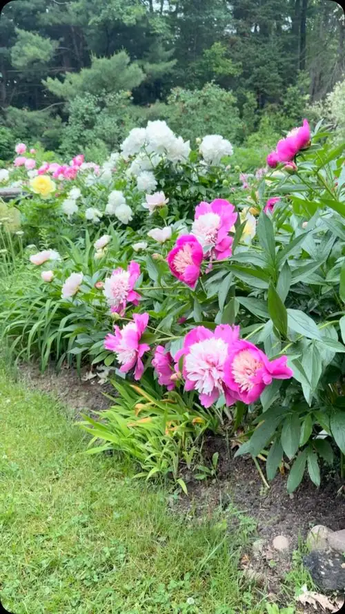 tree peony mixed border garden