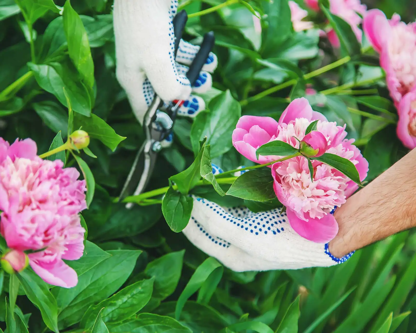 tree peony pruning process
