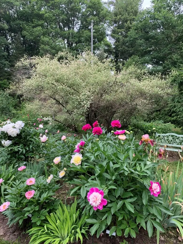 Propagate Like a Pro: Mastering Tree Peony Division and Grafting