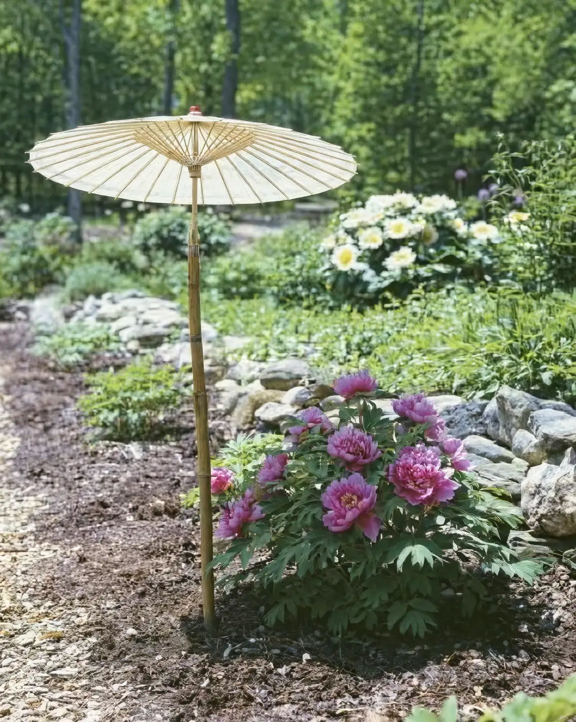 tree peony in garden sunlight