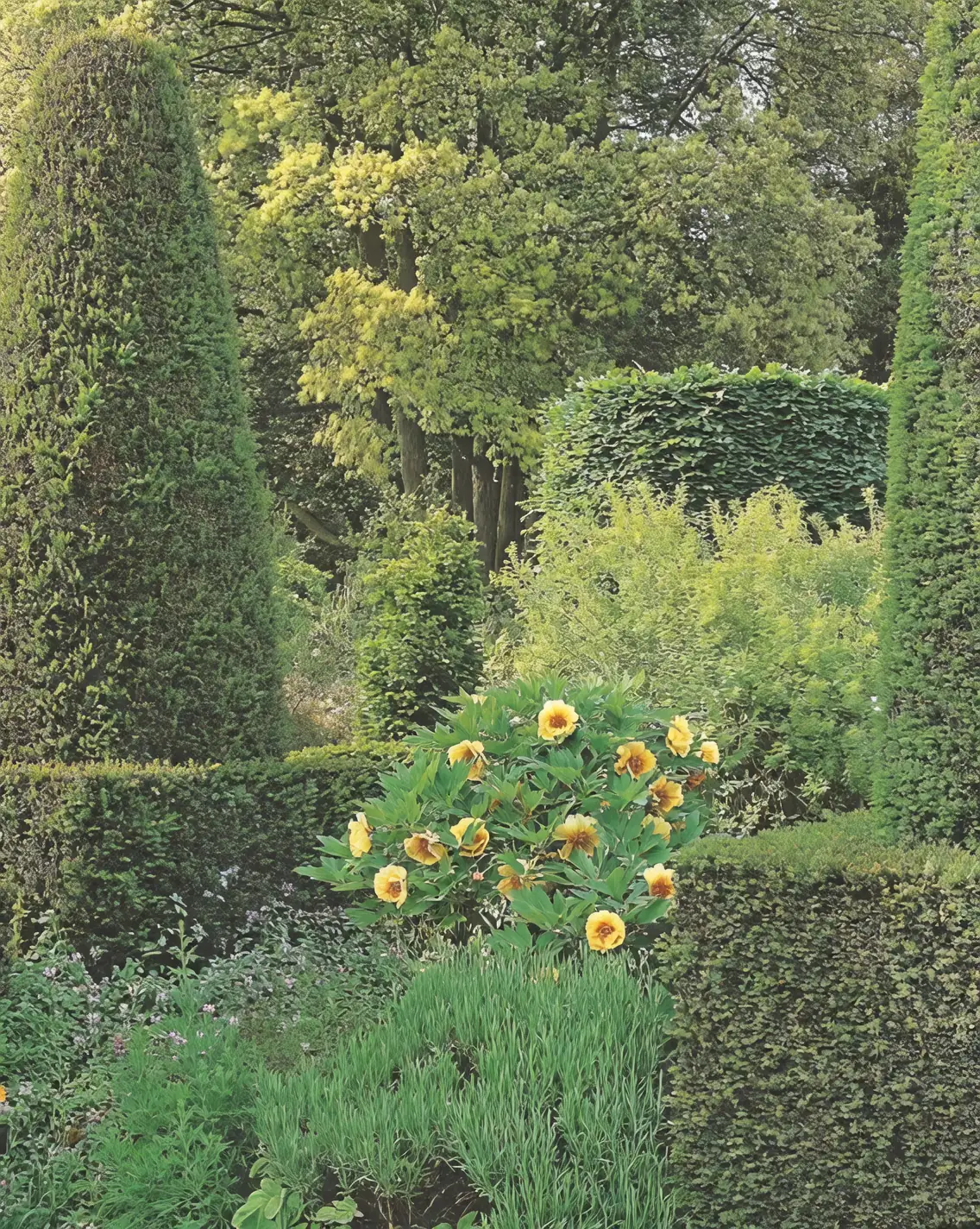 Perfect Companions: The Best Plants to Pair with Tree Peonies