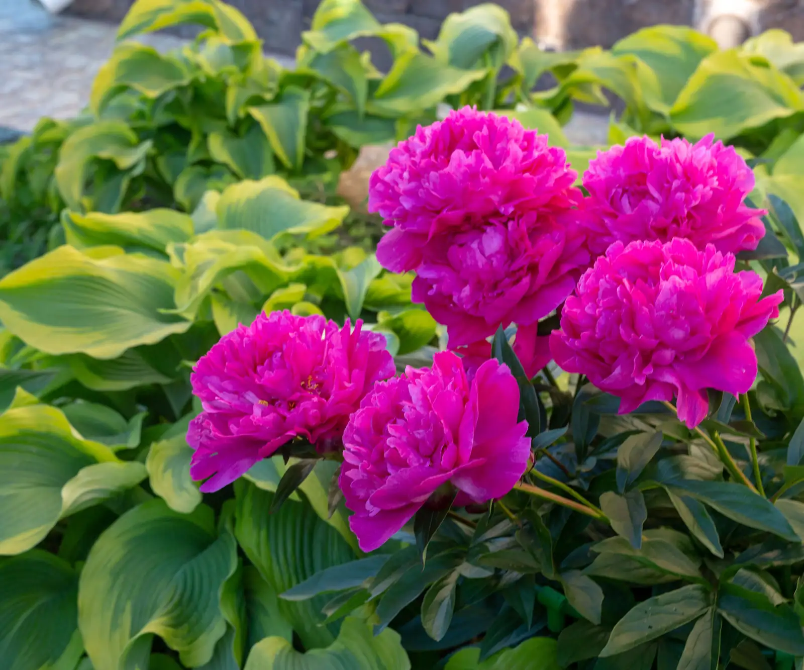 hostas under tree peony