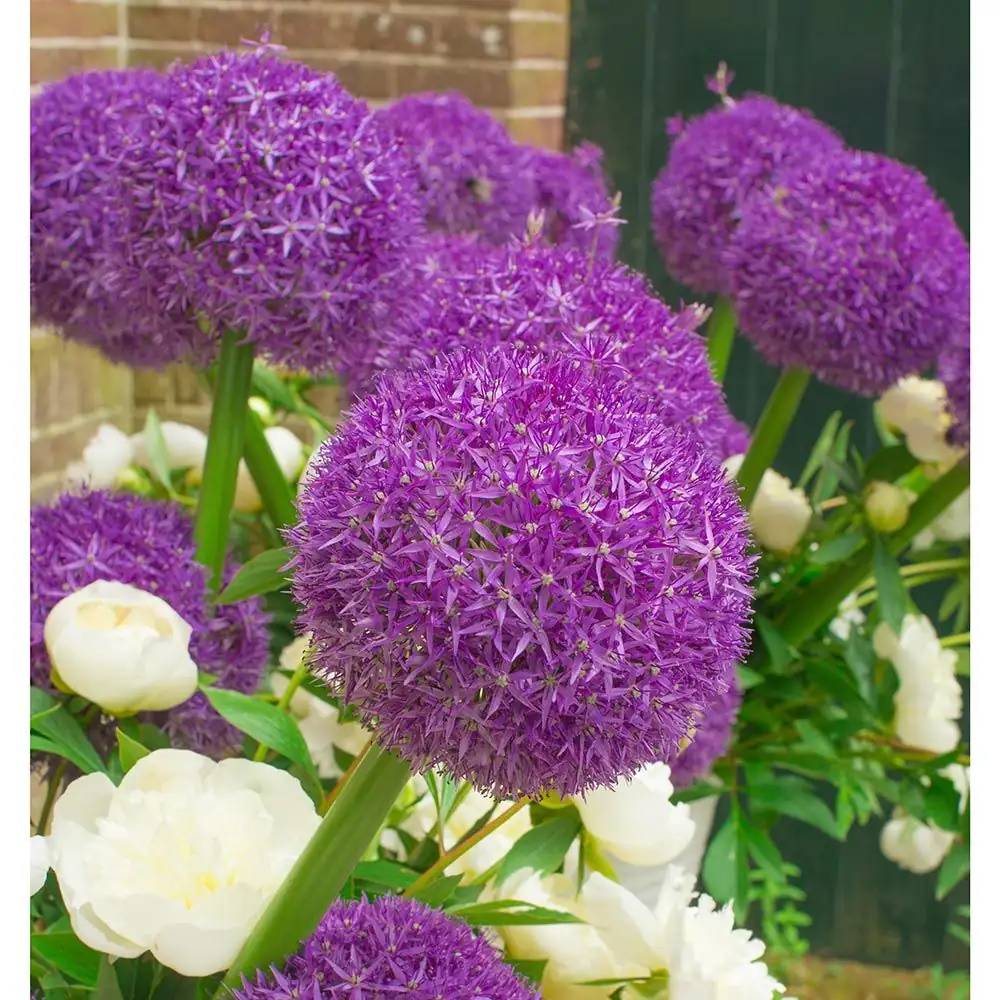 alliums and peonies together