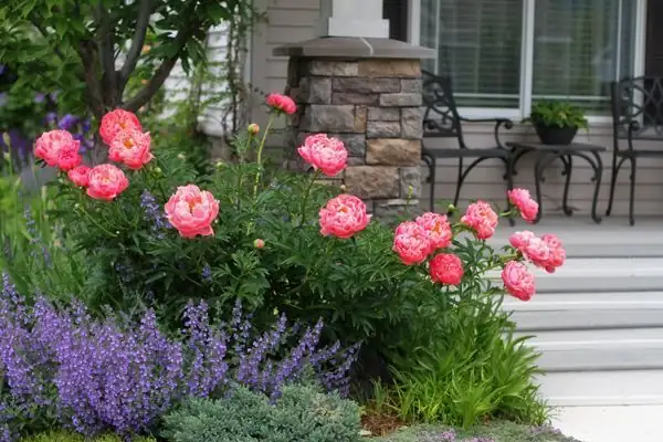 dogwood tree with peonies