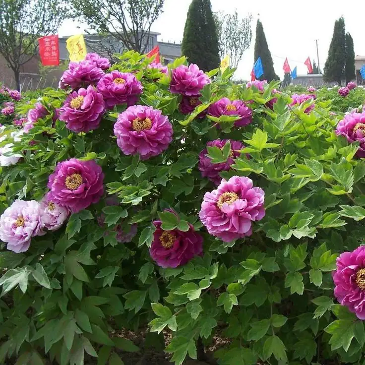 lavender and tree peony garden
