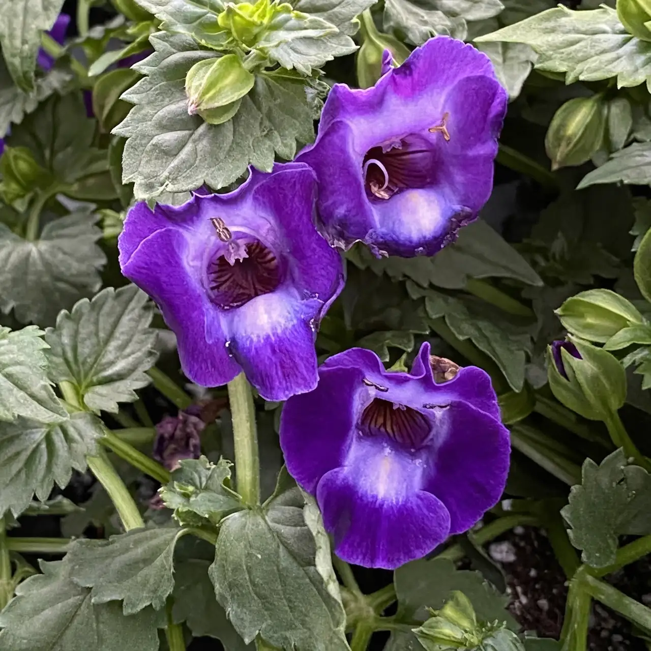 Wishbone Wonders: Mastering the Art of Torenia Care