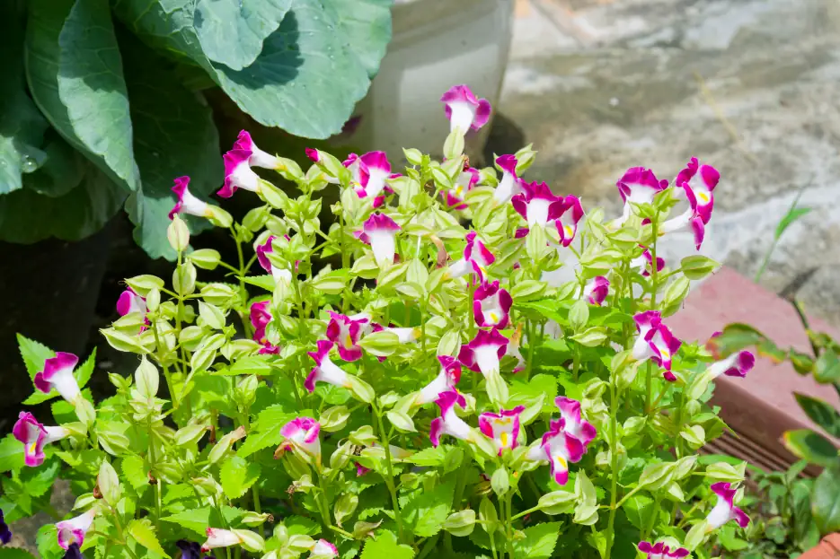 fertilizing torenia plants