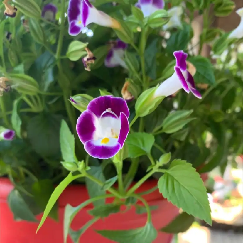 Battle of the Bugs: Keeping Pests Away from Your Wishbone Flowers