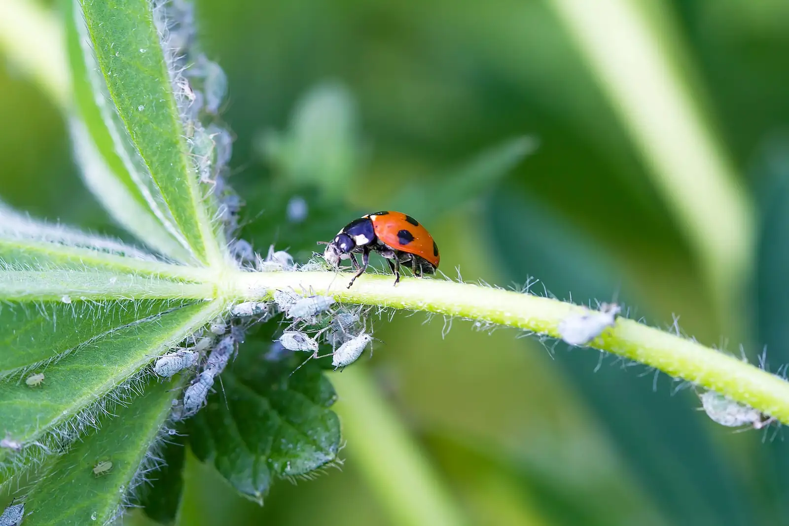 ladybugs on garden plants
