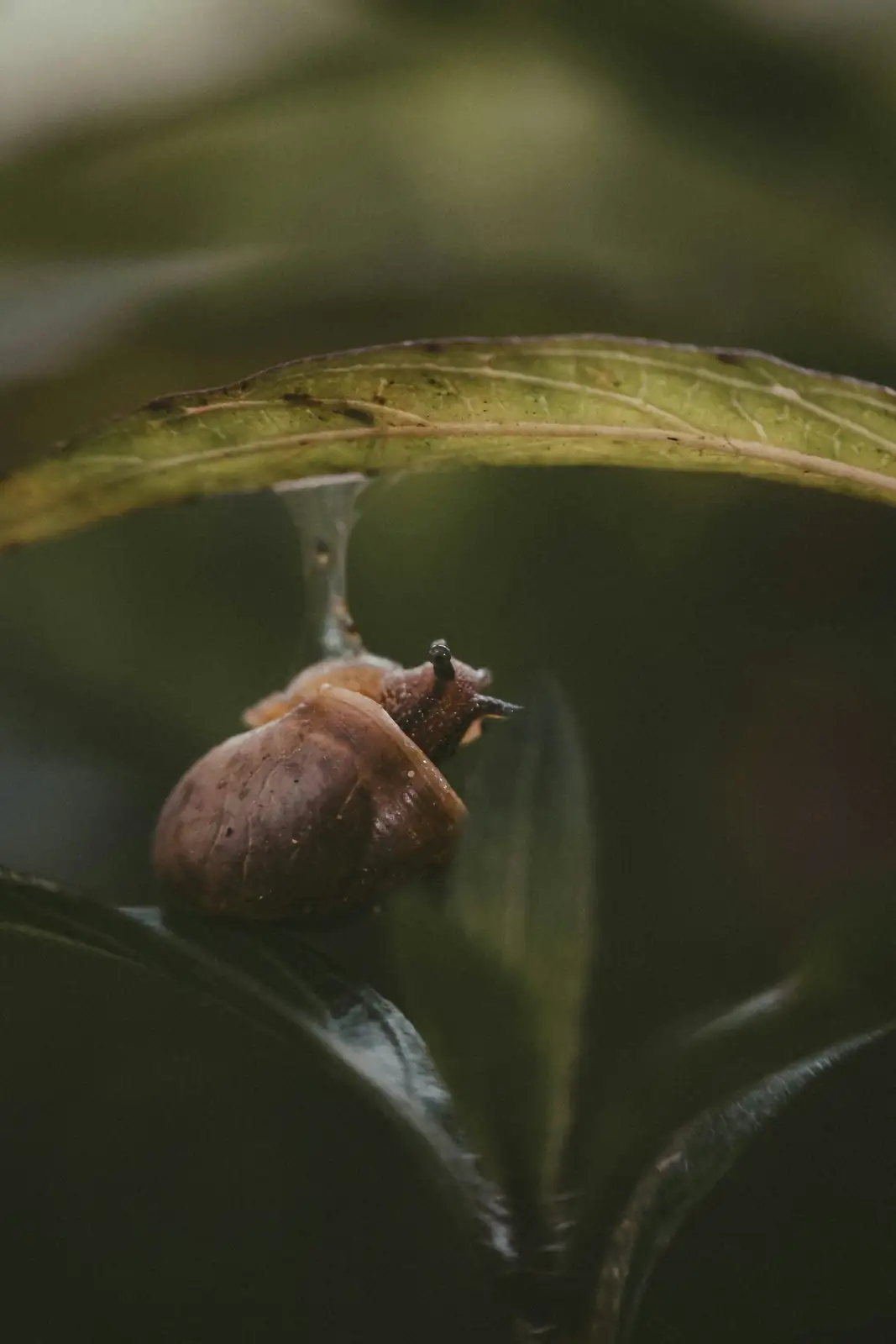 slug on garden leaf close-up