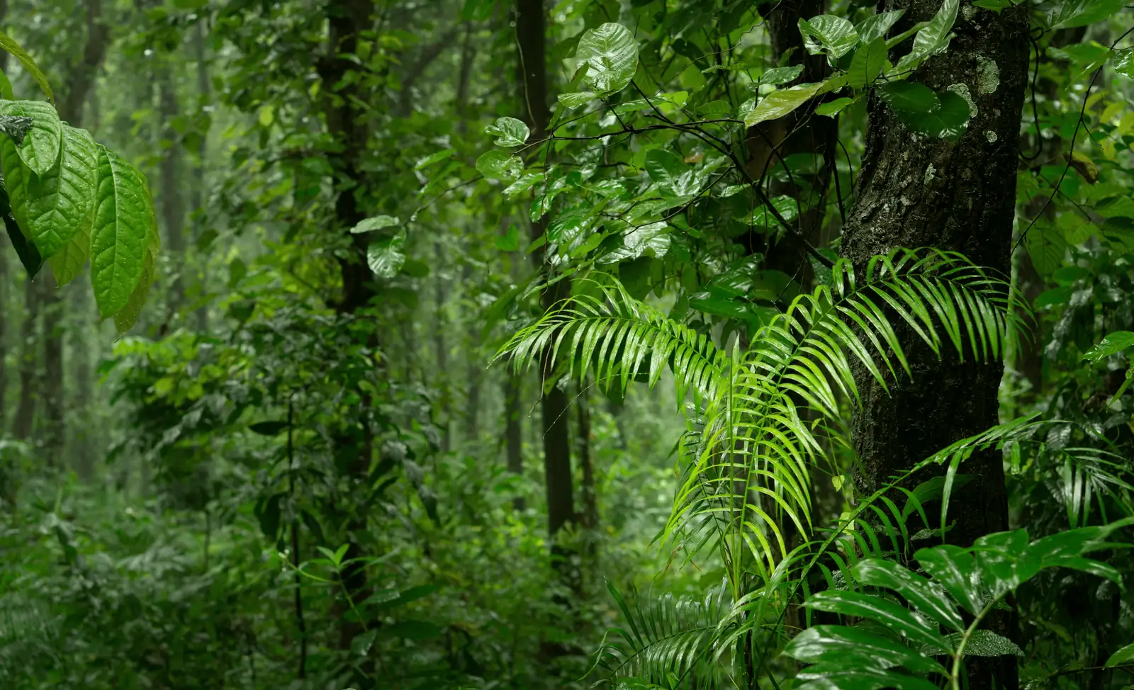 From Jungle to Garden: The Exotic Journey of the Wishbone Flower