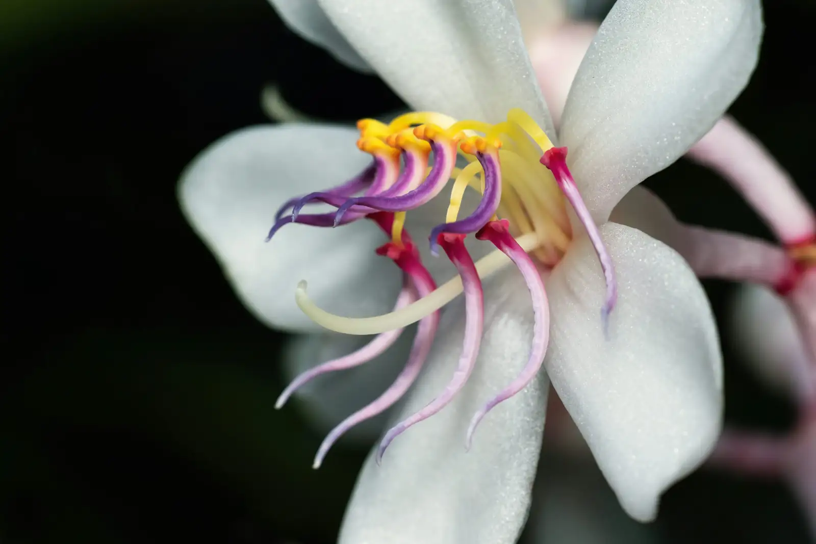 Nature’s Lucky Charm: Fun Facts About the Wishbone Flower