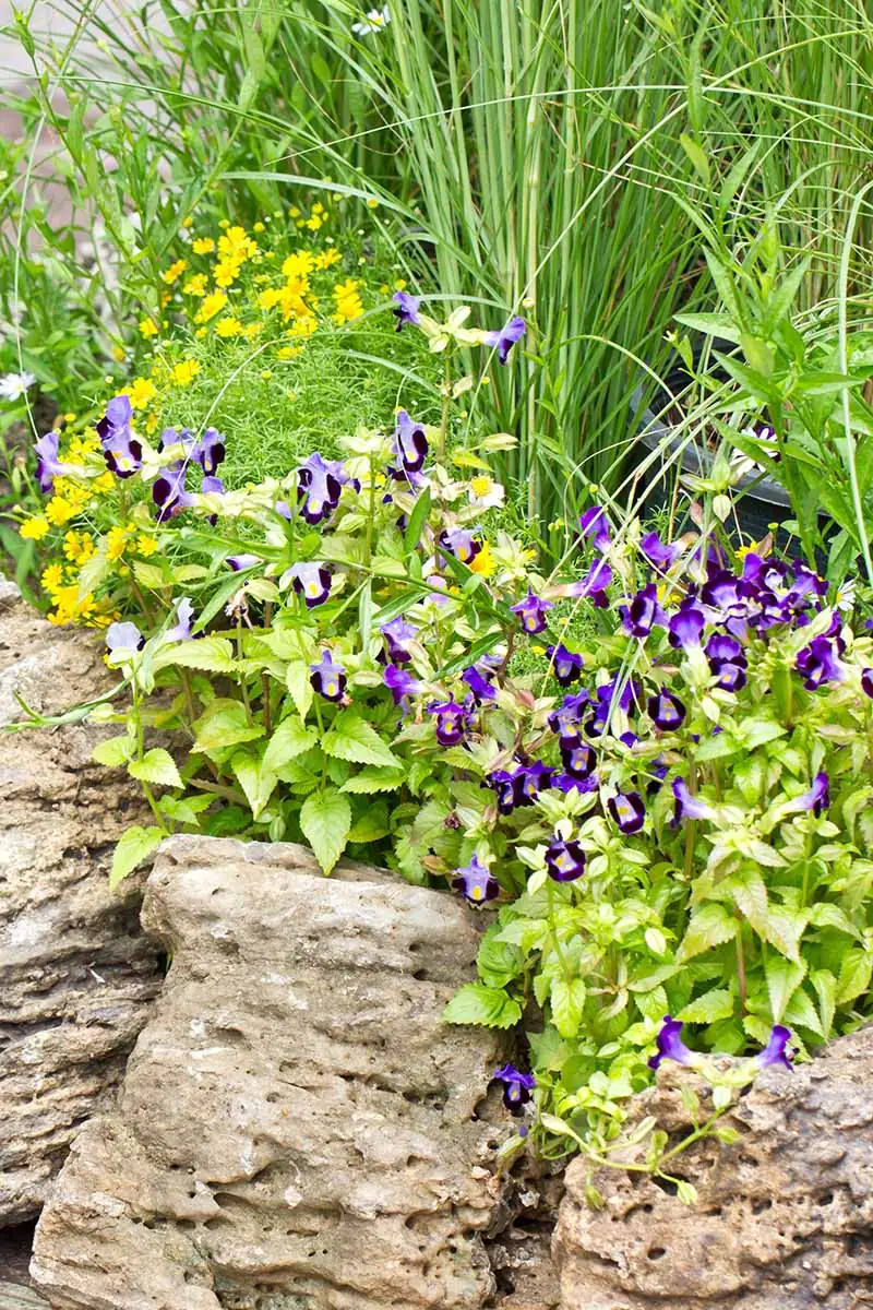 Communicating with Blooms: The Symbolism of Torenia