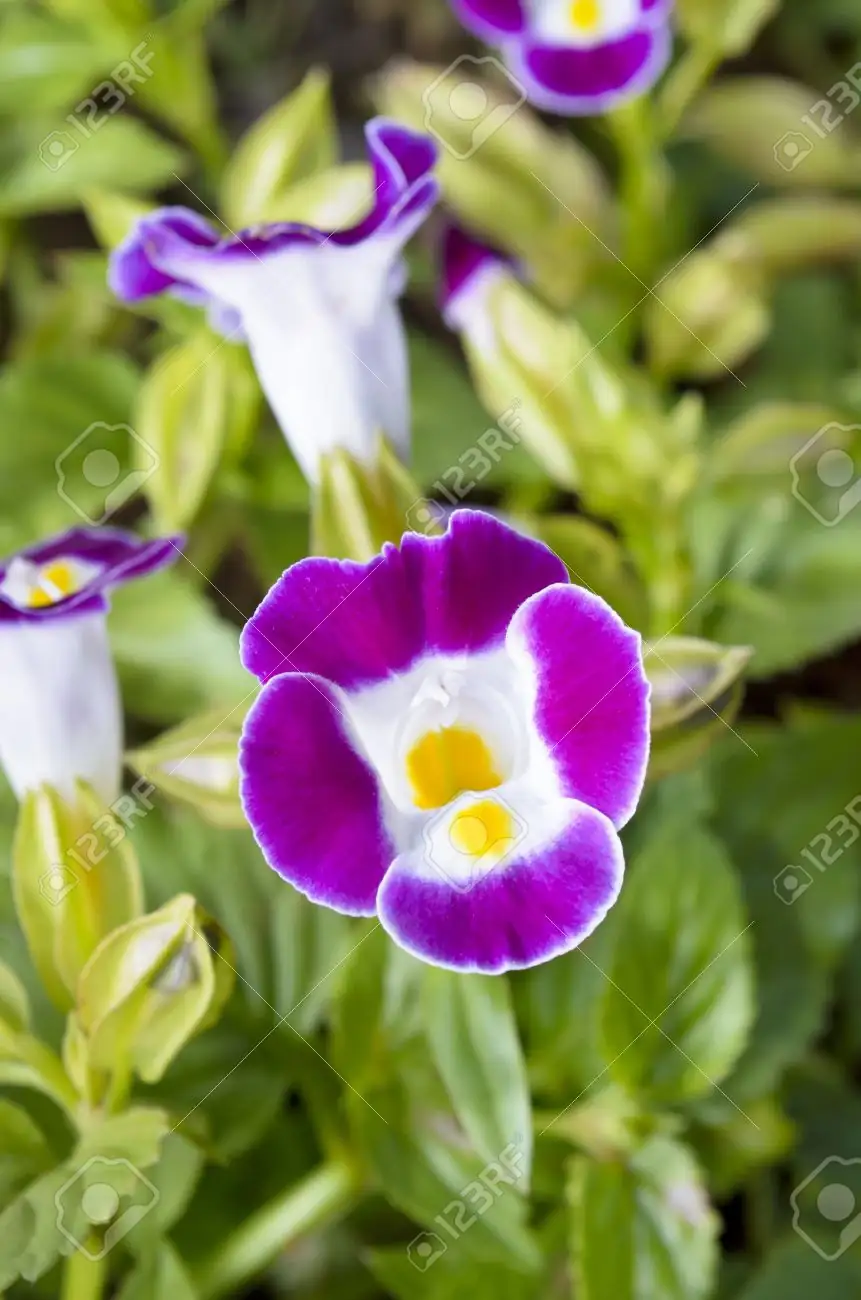wishbone flower close-up