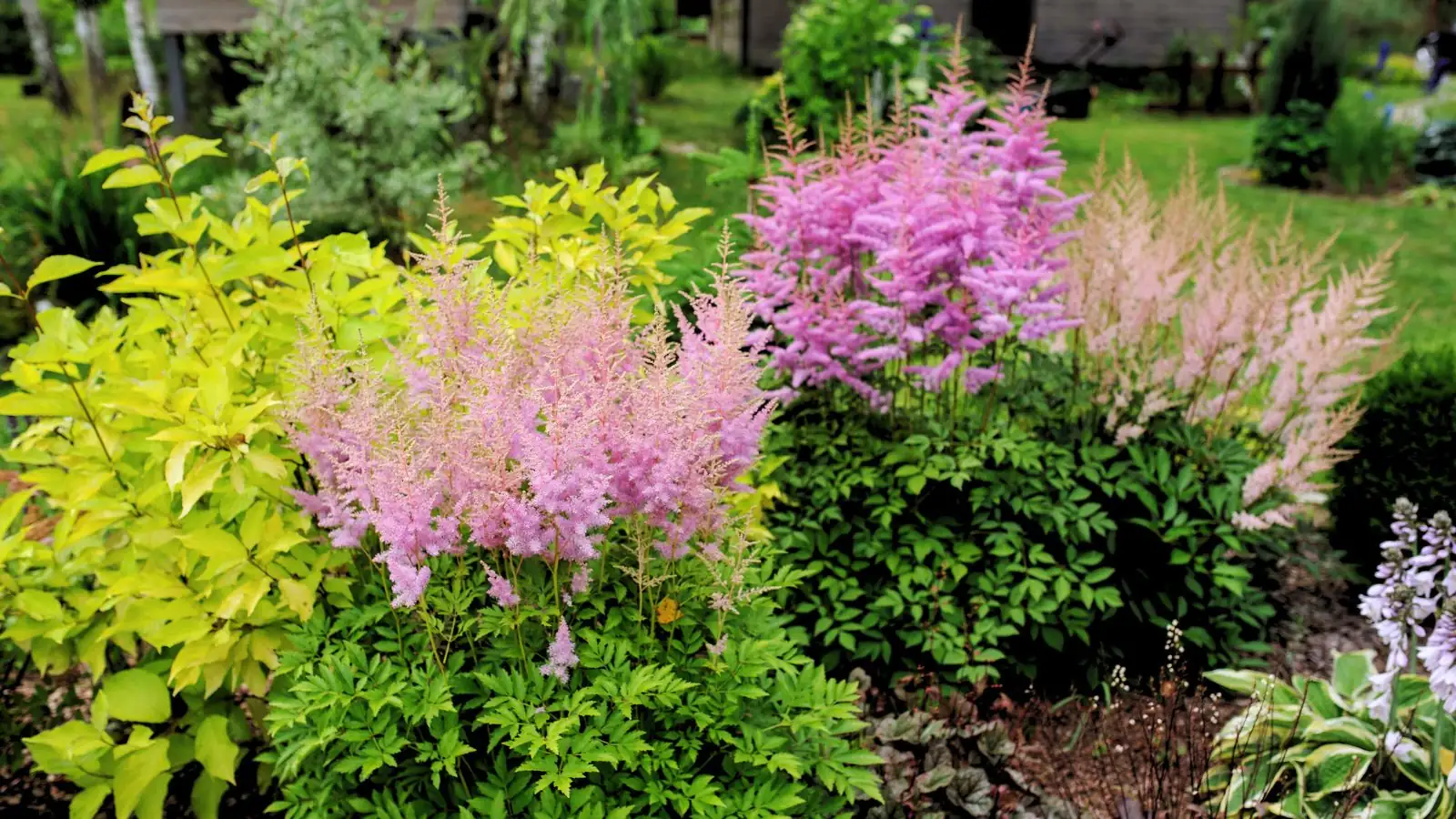 wishbone flower shaded garden
