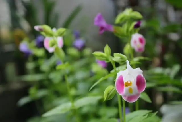 torenia close-up flowers
