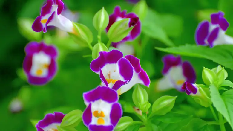 torenia attracting pollinators