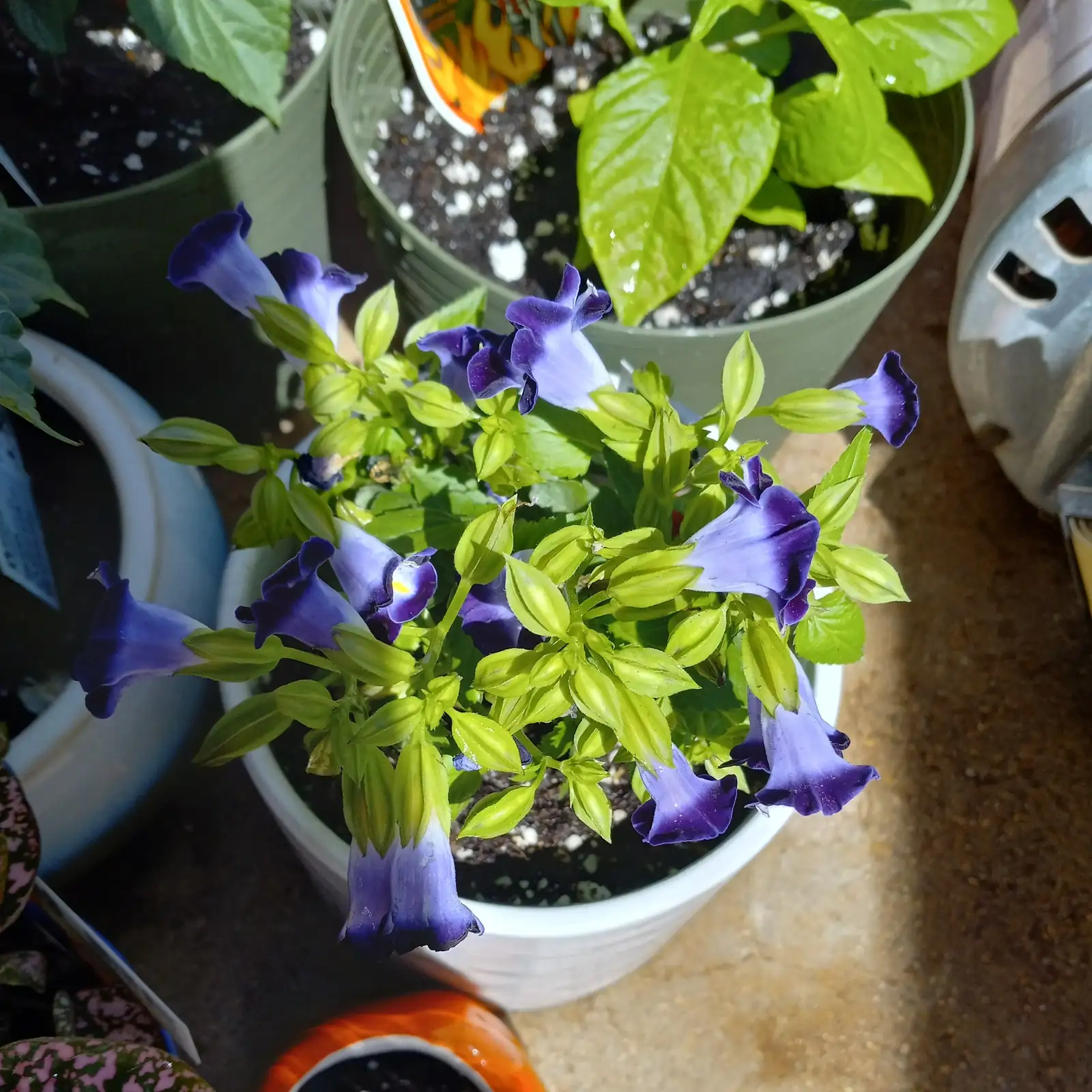 Propagation Magic: Growing Wishbone Flowers from Seed