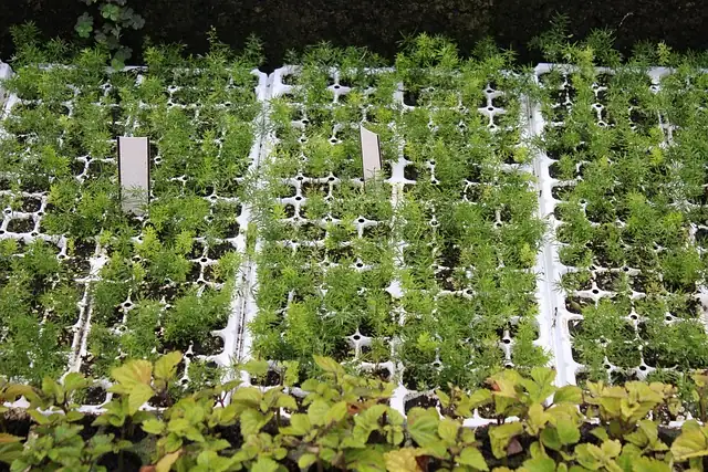 torenia seedling tray setup