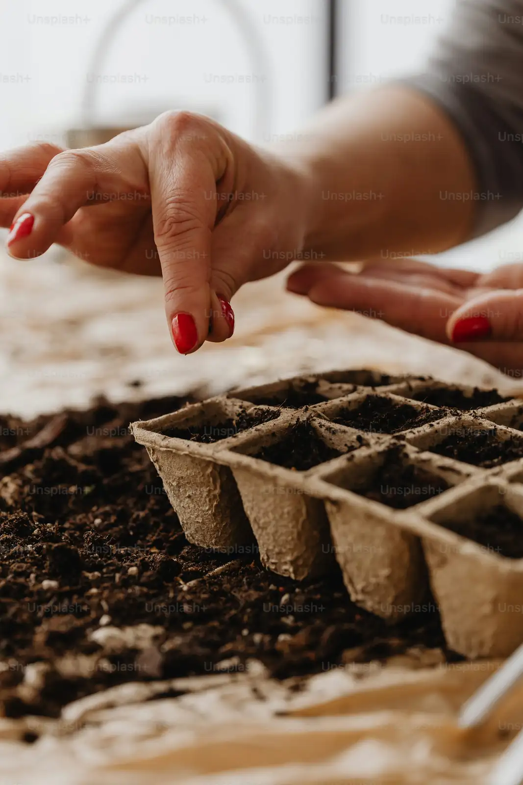 torenia seeds surface sowing