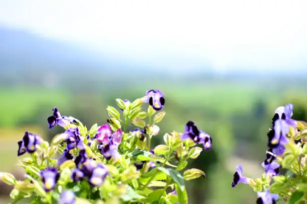 torenia planting garden spot