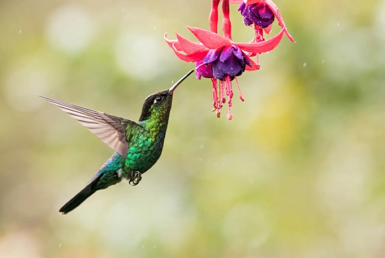 torenia flowers with hummingbirds