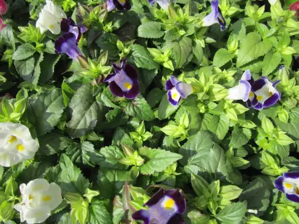 Torenia Companions: Perfect Pairings for a Blooming Garden