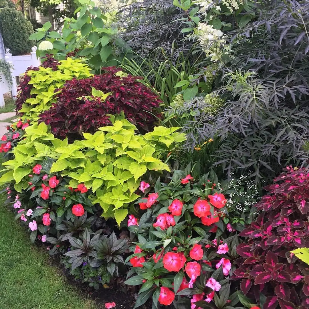 coleus and torenia garden bed