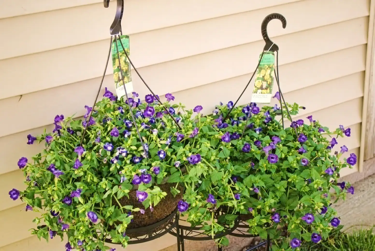 lobelia and torenia hanging basket