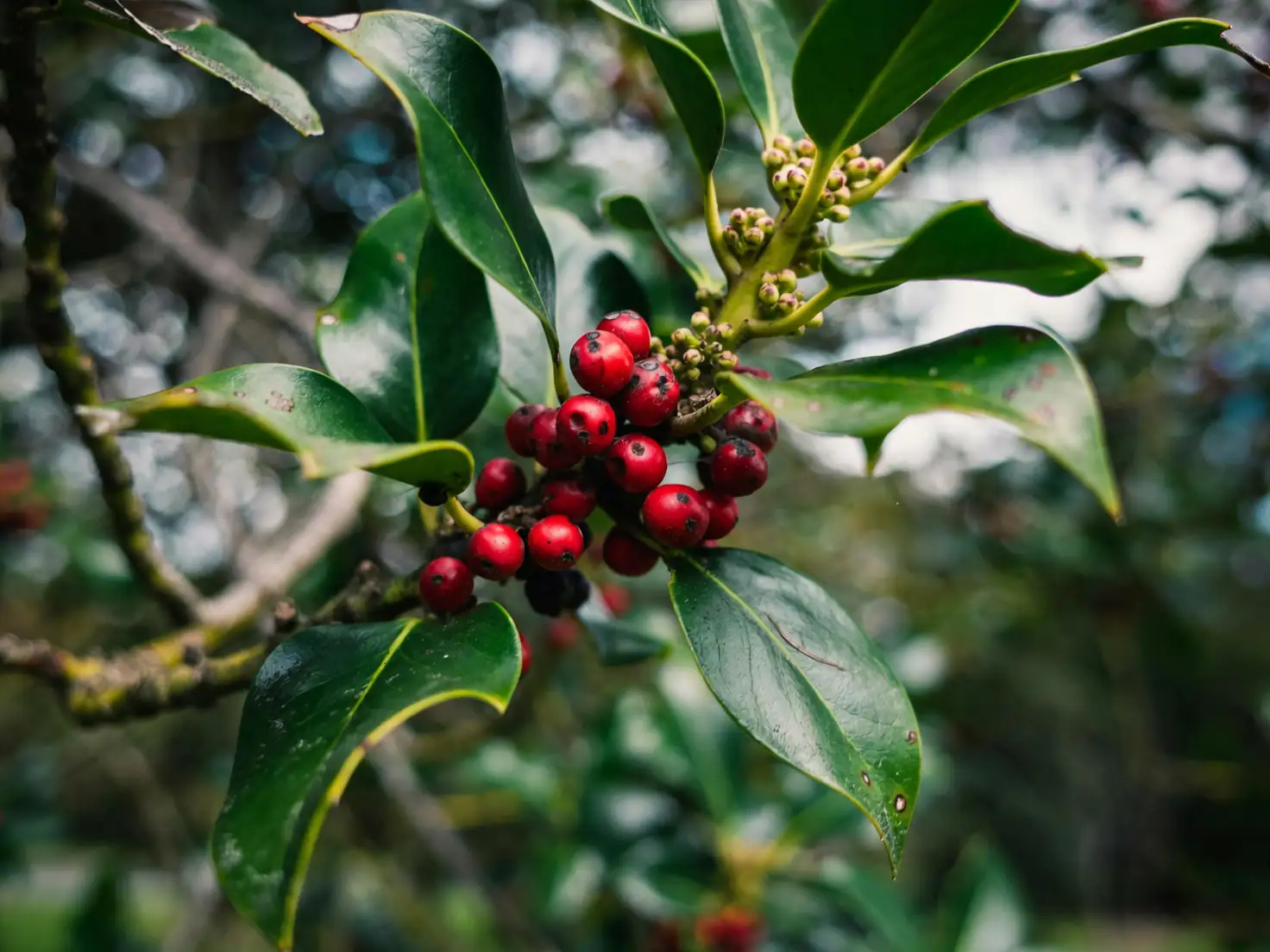 Holly Happiness: Mastering the Care of Ilex spp. for Year-Round Beauty
