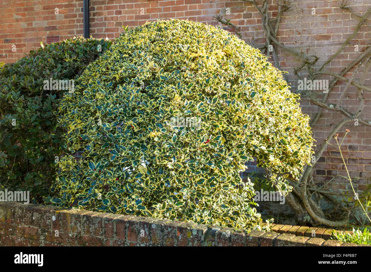 holly bush in garden