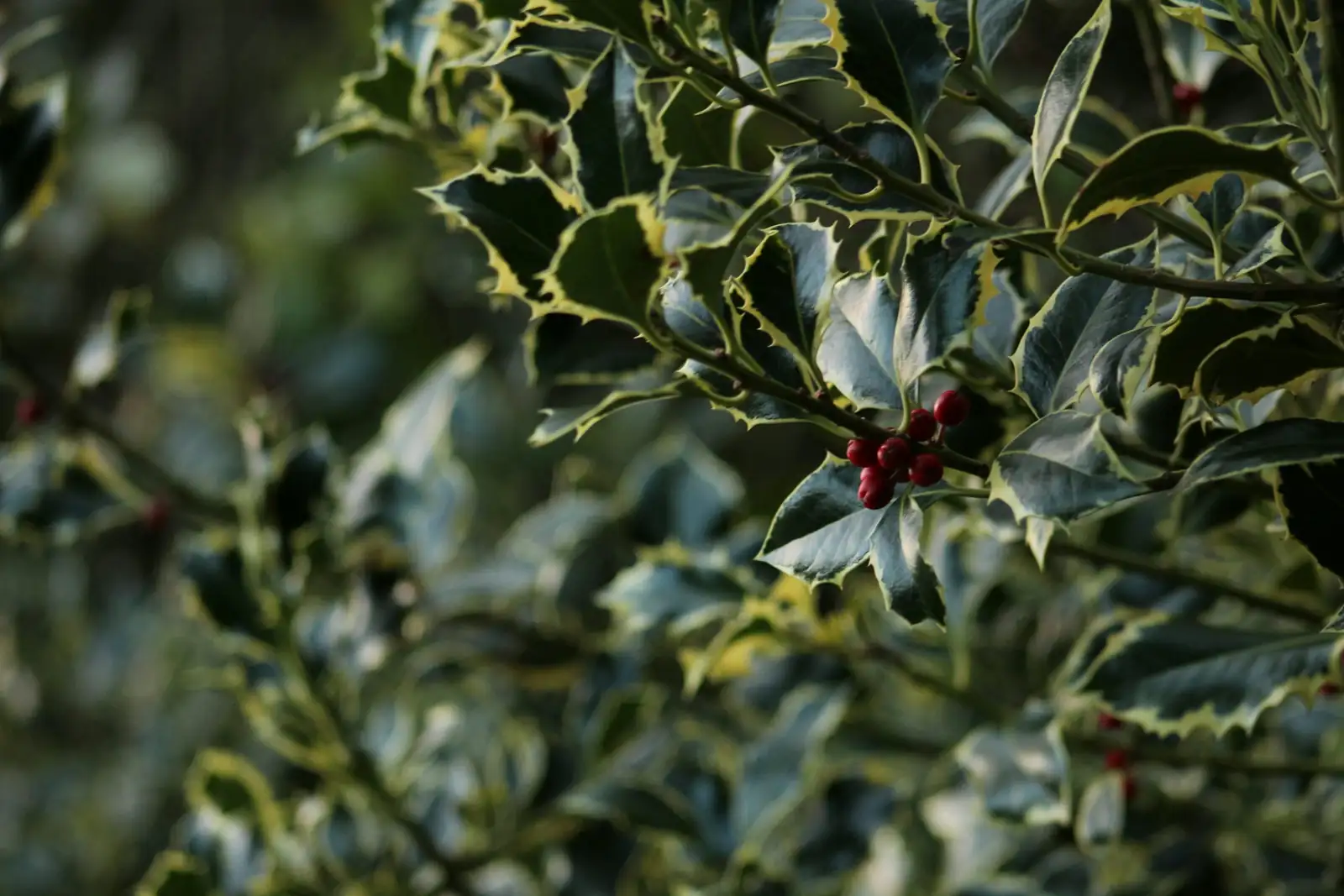 holly planting in spring