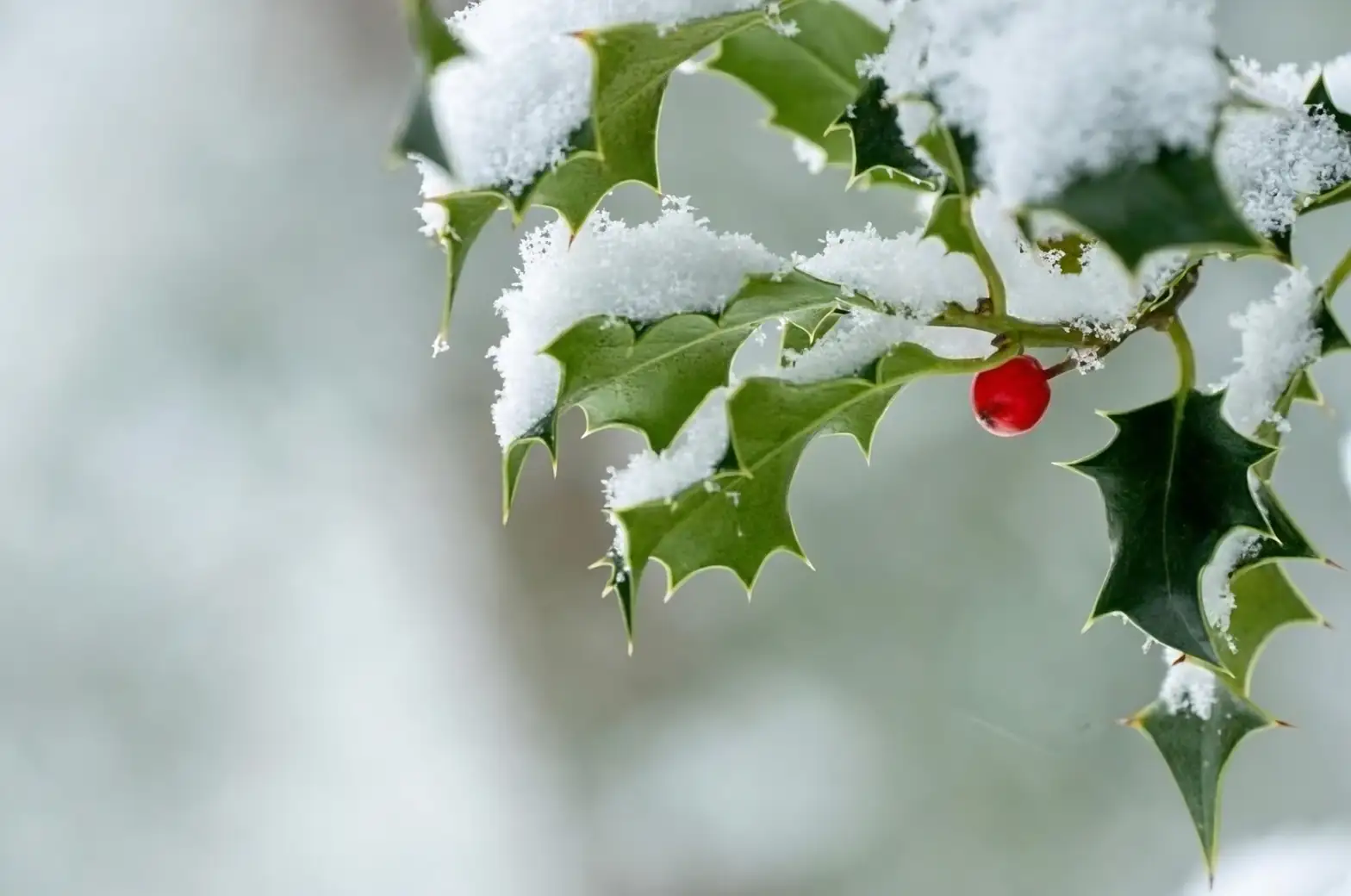 holly in winter landscape