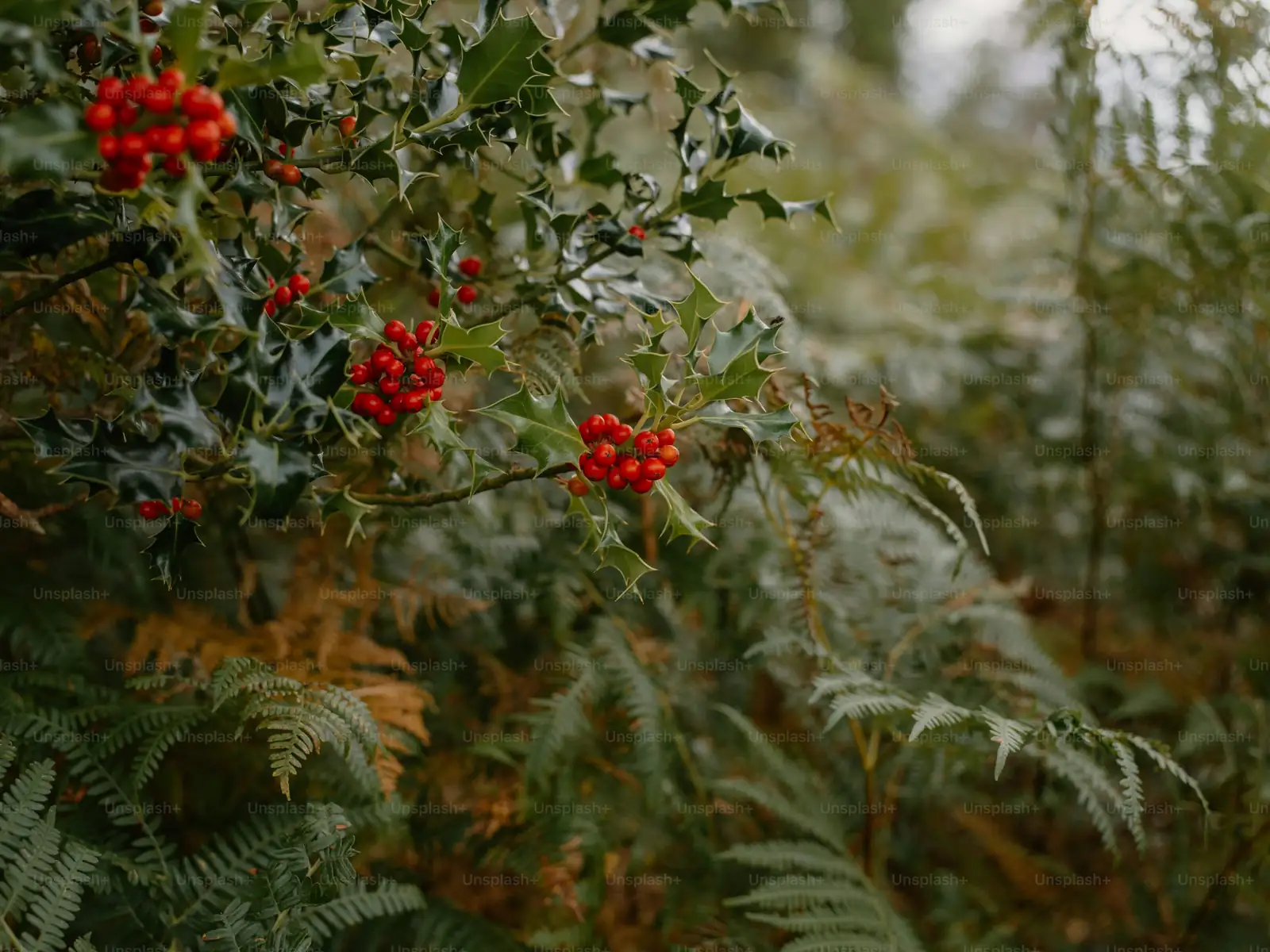 Troubleshooting Holly: How to Battle Pests and Diseases Like a Pro