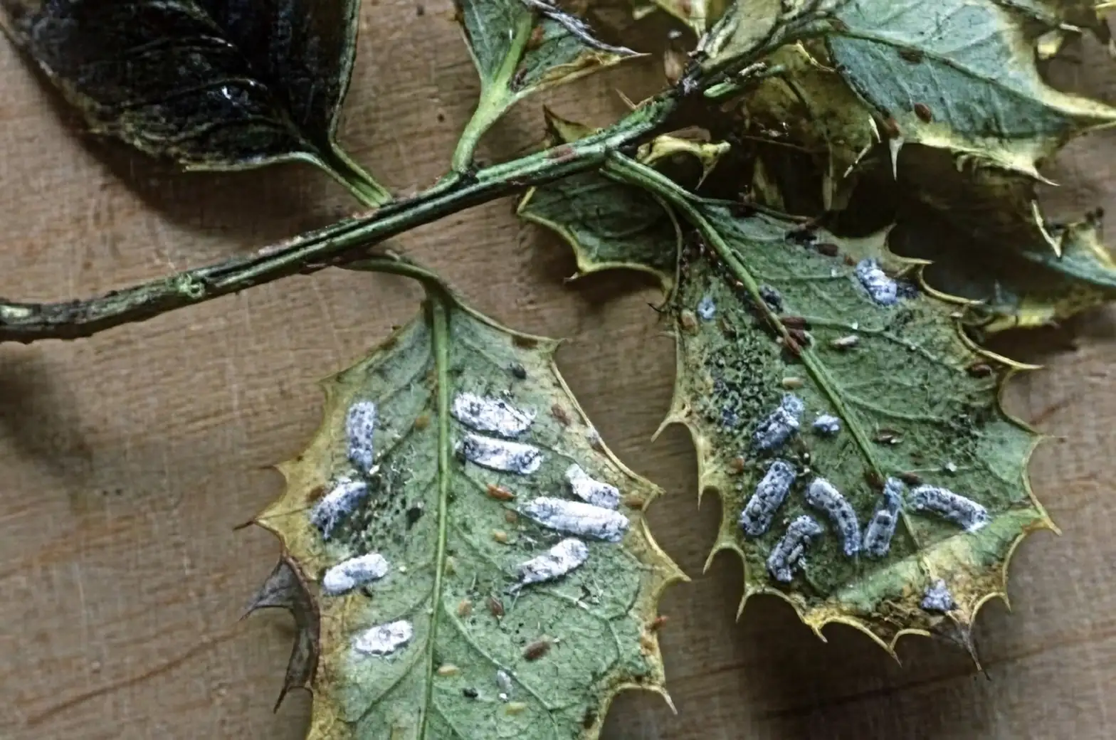 scale insects on holly leaves