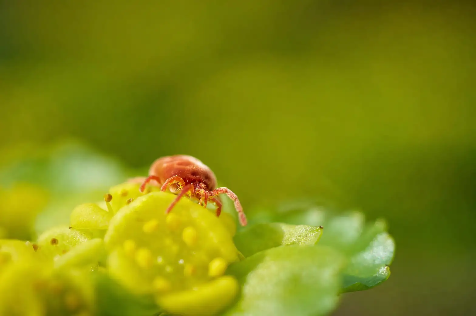 spider mites on plant leaves