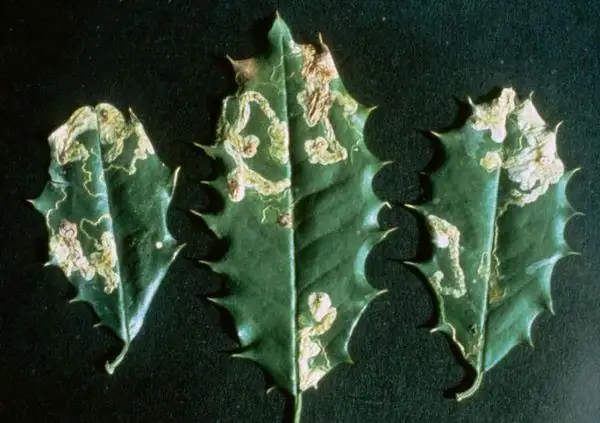 holly leaf miner damage