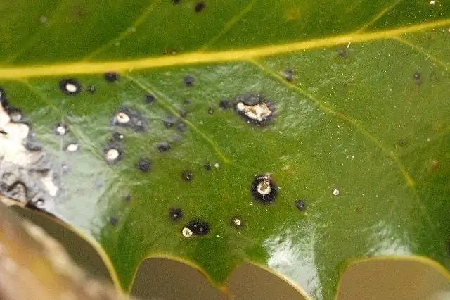 tar spot on holly leaves