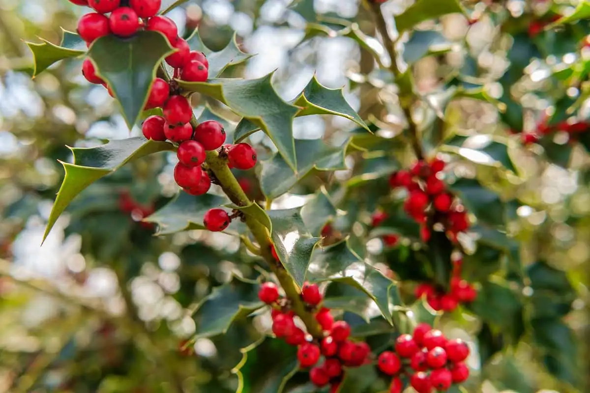 From Ancient Legends to Modern Times: The Fascinating Journey of Holly