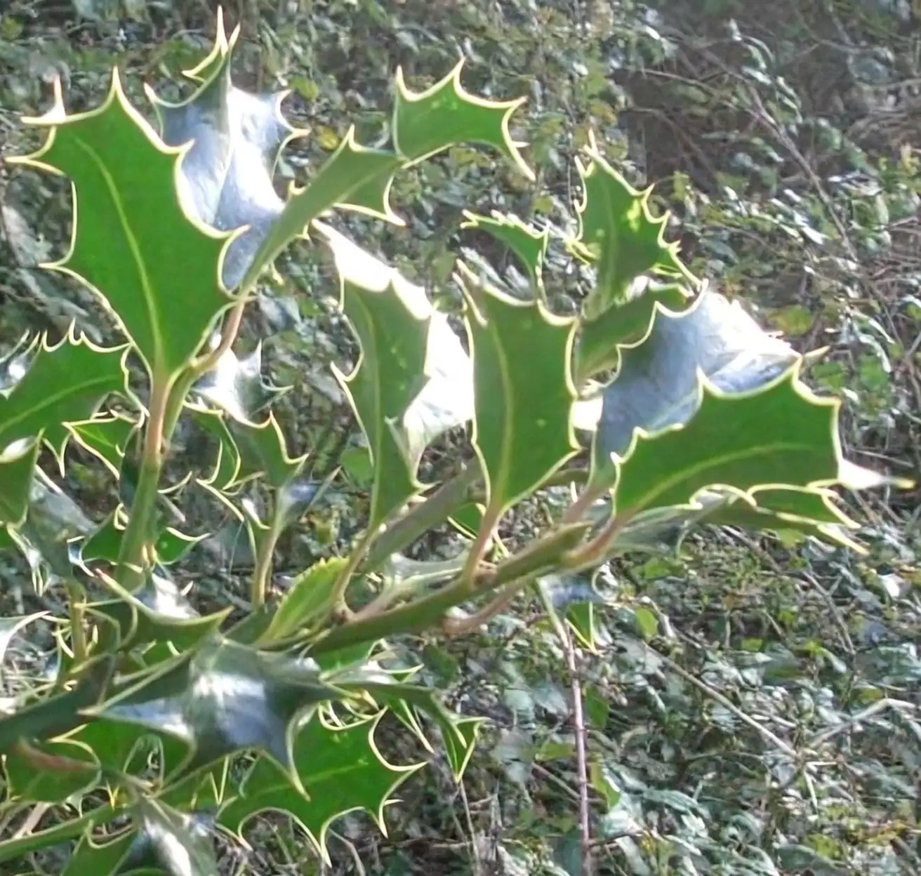 holly bush spiny leaves close-up