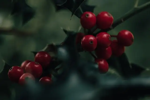 Holly’s Symbolic Meanings: A Journey Through Flower Language and Cultural Significance