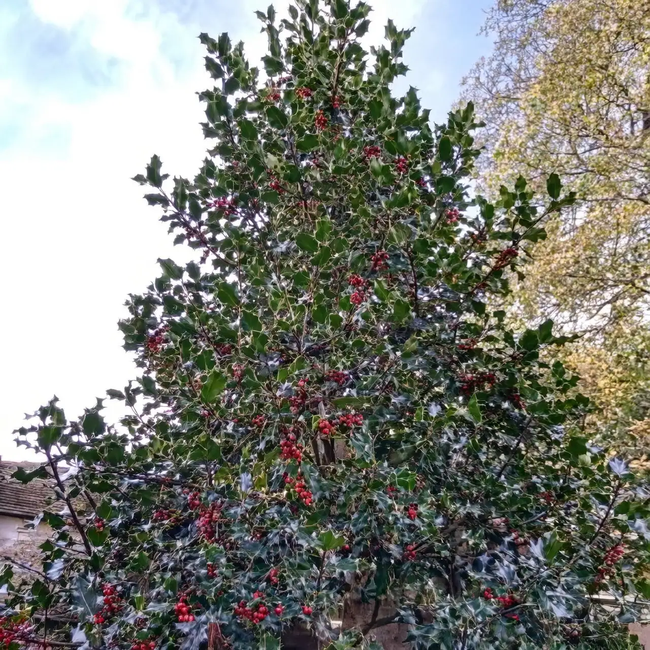 holly garden landscape