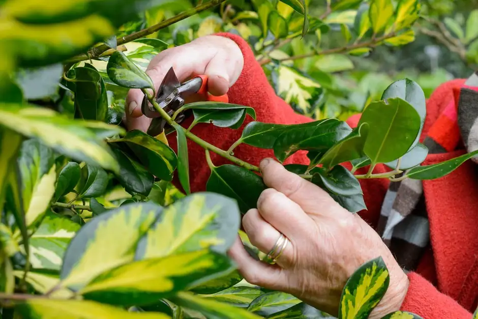 pruning holly branches